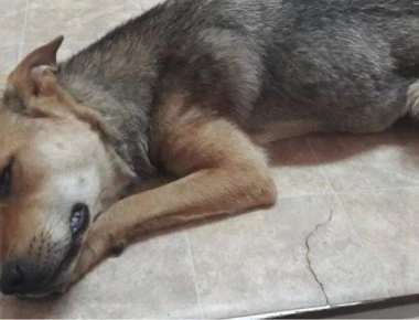 Κιλκίς: Άντρας προσπάθησε να θανατώσει σκυλιά- Τους πέταξε λουκάνικα «γεμισμένα» με μεγάλες βίδες (φωτο)